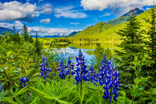 Lupine by the Lake