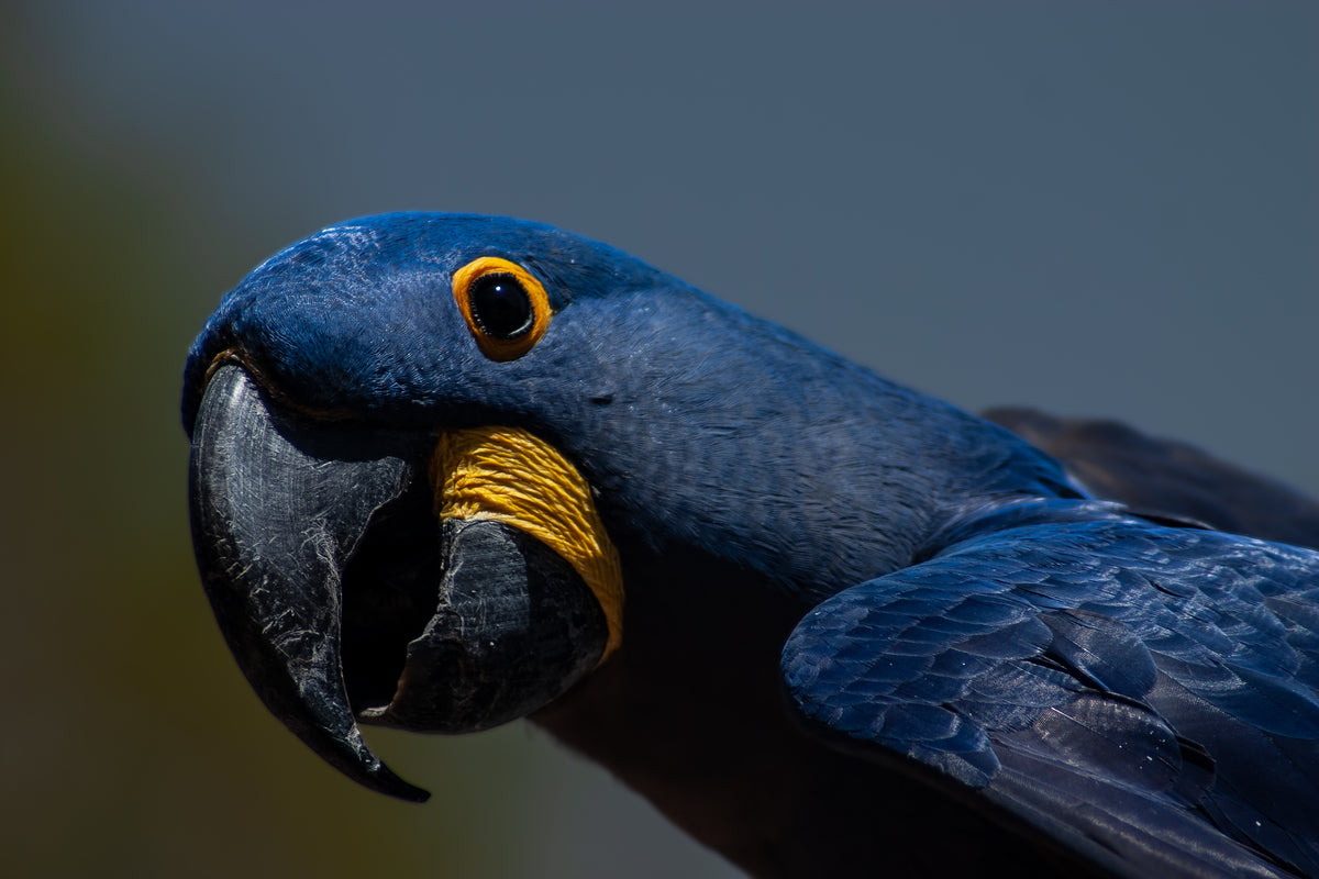 Hyacinth Macaw