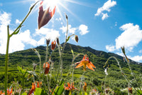 Western Columbine (Specialty)