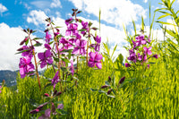 Dwarf Fireweed (Specialty)