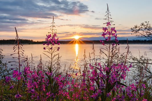 Alaskan Fireweed Sunset