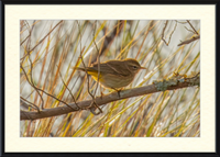 The Palm Warbler (Framed)