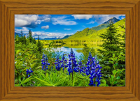 Lupine by the Lake (Framed)