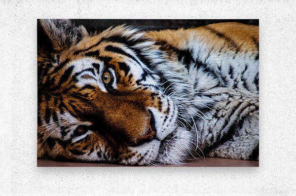 Brushed Metal Print